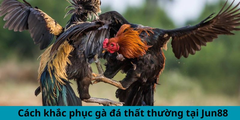Cách Khắc Phục Gà Đá Thất Thường - Mẹo Duy Trì Phong Độ 3 Trang Chủ Jun88.com #1 Việt Nam Cách khắc phục gà đá thất thường tại Jun88
