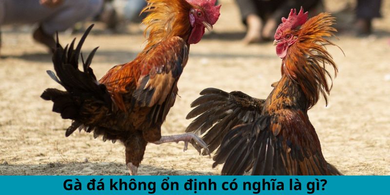 Cách Khắc Phục Gà Đá Thất Thường - Mẹo Duy Trì Phong Độ 1 Trang Chủ Jun88.com #1 Việt Nam Gà đá không ổn định có nghĩa là gì?