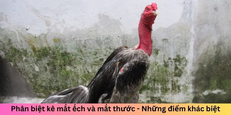 Phân biệt kê mắt ếch và mắt thước - Những điểm khác biệt