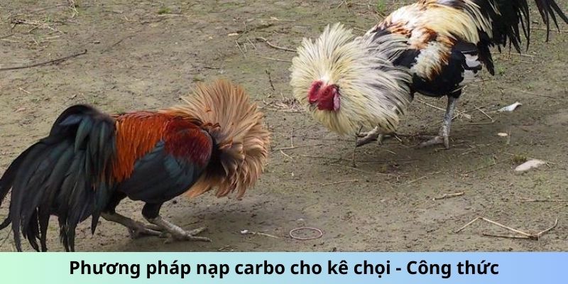 Cách Nạp Carbo Cho Gà Đá - Tối Ưu Hóa Thể Lực Chiến Kê 2 Trang Chủ Jun88.com #1 Việt Nam Phương pháp nạp carbo cho kê chọi - Công thức